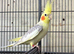 Cockatiels Established Breeding Pair.