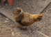 Pair of Silkies