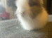 Double Mane Choc & White Lionhead Doe