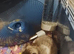 Hamster