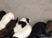 25%jack 75% shishzu beautiful pups