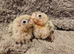 Adorable fully hand reared baby conures