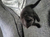 Adorable kittens for sale