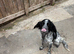Cocker spaniel