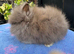 Lionhead Bunnies