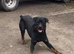 Rottweiler puppies, 3 boys, 3 girls, ready to go.