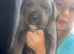 Cane corso puppies chunky
