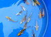 £5 koi £6 koi £10 koi £25 koi