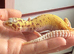Jungle designer leopard gecko