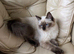 Ragdoll Girls