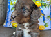 Stunning cockapoo puppies