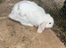 Beautiful Mini lop male
