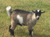 Pair of Registered Pet Pygmy Goats
