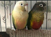 Proven pair conures