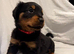 Ready to Go - Fluffy Rottweiler Puppies