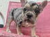 3 French Bulldog puppies left