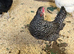 Pol hens
