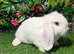 Pure breed mini lop buck 6 left