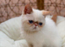 Stunning exotic kittens high quality