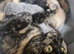 Kittens for sale