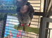 African Grey