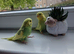 Beautiful baby budgies