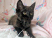 Very pretty female kitten RE AVAILABLE Ready to Leave now