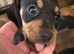 Beautiful baby puppies