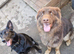 Liver German Shepherd stud