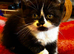 4 Scottish Fold Kittens for sale