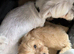 Very tiny F1 teddy bear maltipoo puppies