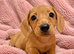Litter of Miniature Dachshunds