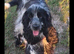 Show type Cocker spaniels puppies x 2 boys