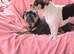 Frenchie cross jack