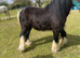 For sale 13 hh cob gelding