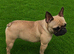 Fully Trained Adult French Bulldogs