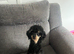 Toy poodle boy