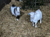 Last wether goat.