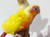 Gorgeous baby creamino & lutino conure