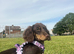 long haired miniature dachshund girl