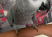 Hand tame African grey parrot
