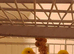 2 pairs of Canaries for sale