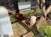 Red Golden Pheasant trio