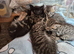 Kittens for good Home