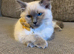 Ragdolls kittens Boy & Girl