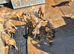 Lurcher pups