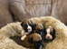 Kc reg boxer puppies long/bob tail