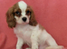Gorgeous Cavalier King Charles Spaniel puppies