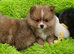 Pomeranian puppies