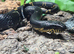 Russian Black Rat Snake at Birmingham Reptiles